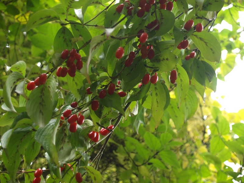 Cornus officinalis